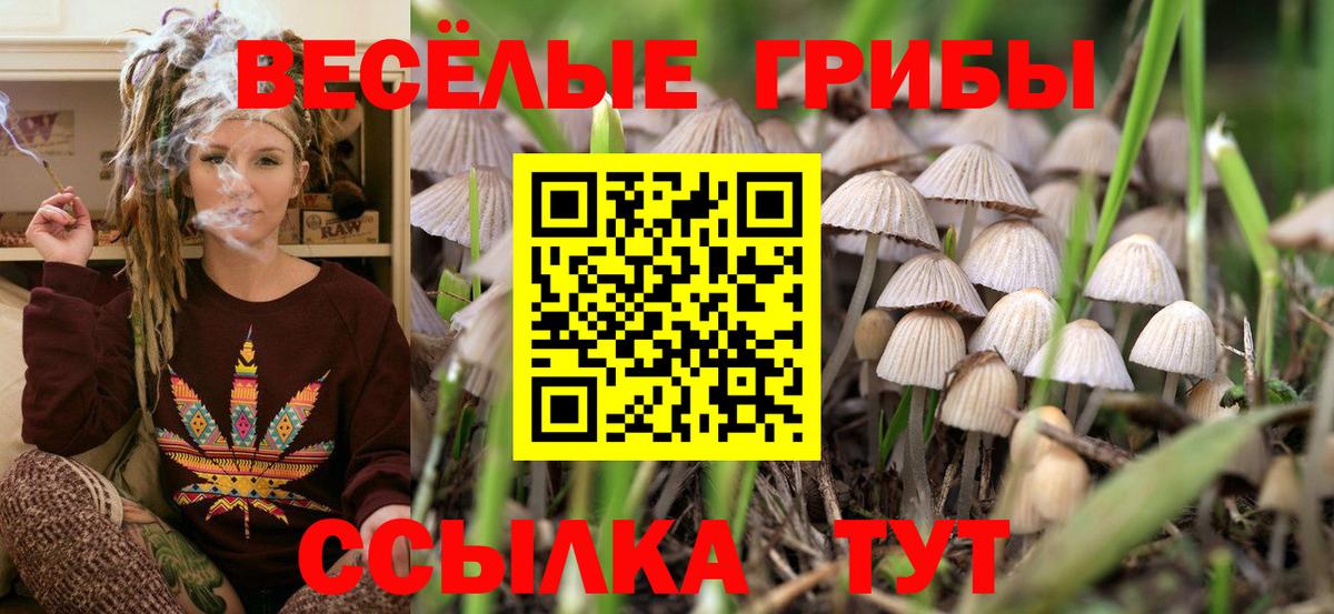 Галлюциногенные грибы Cubensis Новоалександровск