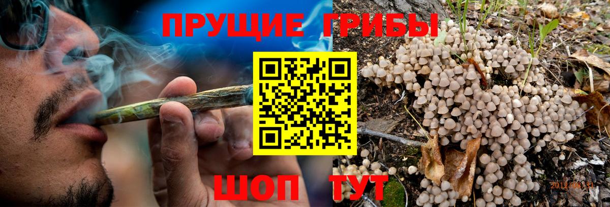 Новоалександровск  Галлюциногенные грибы прущие грибы  Вход с VPN  Галлюциногенные грибы Psilocybine cubensis 